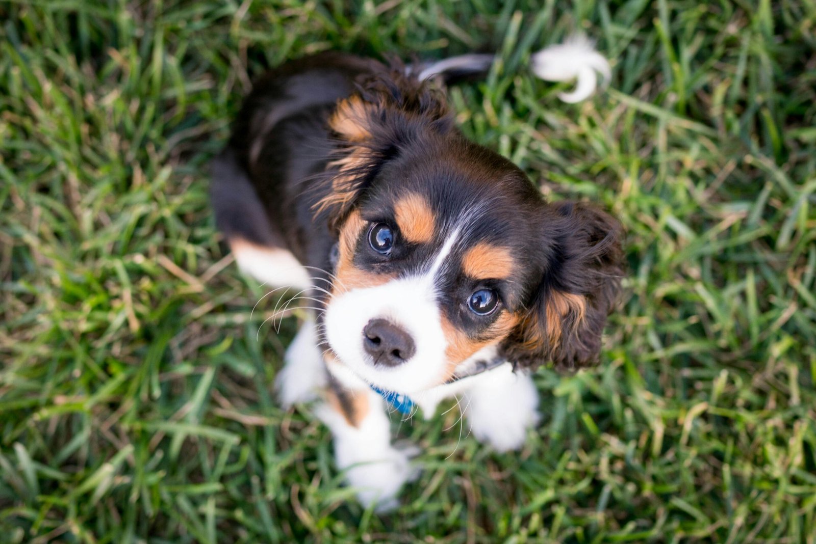 Petit chien – doux – fidélité – yeux bienveillants Un chien avec un regard doux et tendre ayant cette fidélité dans les yeux.