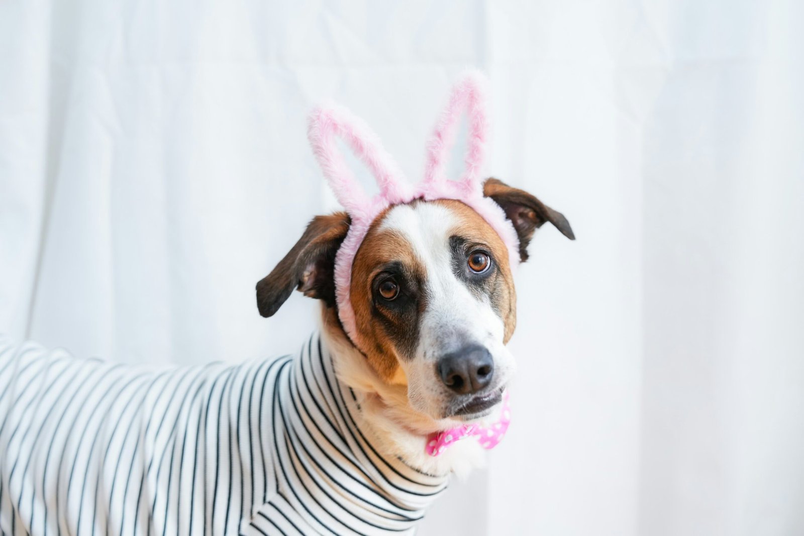 Chien- déguisé – tristesse – absurde Un chien déguisé d'un serre -tête.