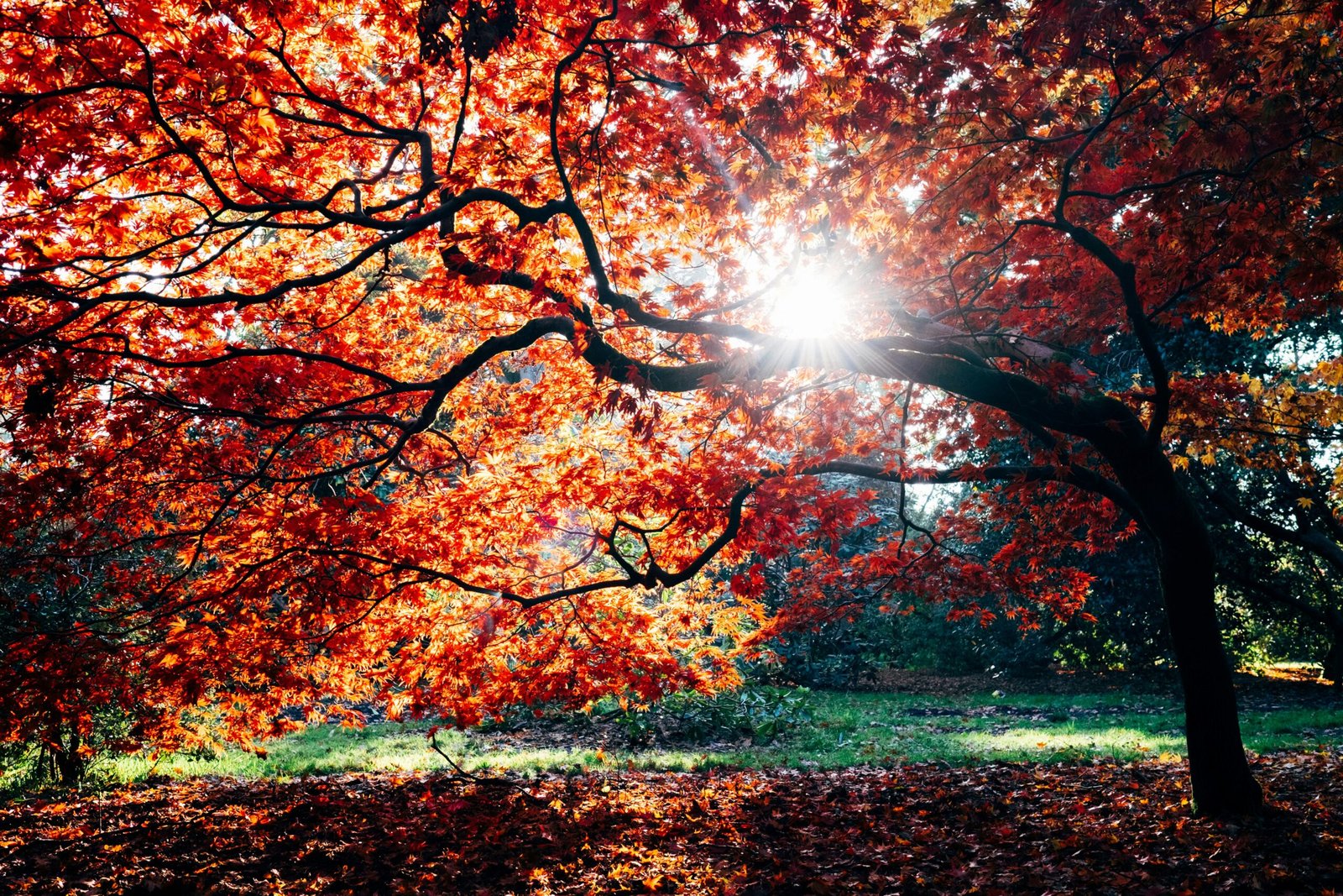 Abre – Automne – Feuilles rouges orangés – soleil Lumière du soleil transperçant les branches d'un arbre automnal avec des feuilles rouges orangées.