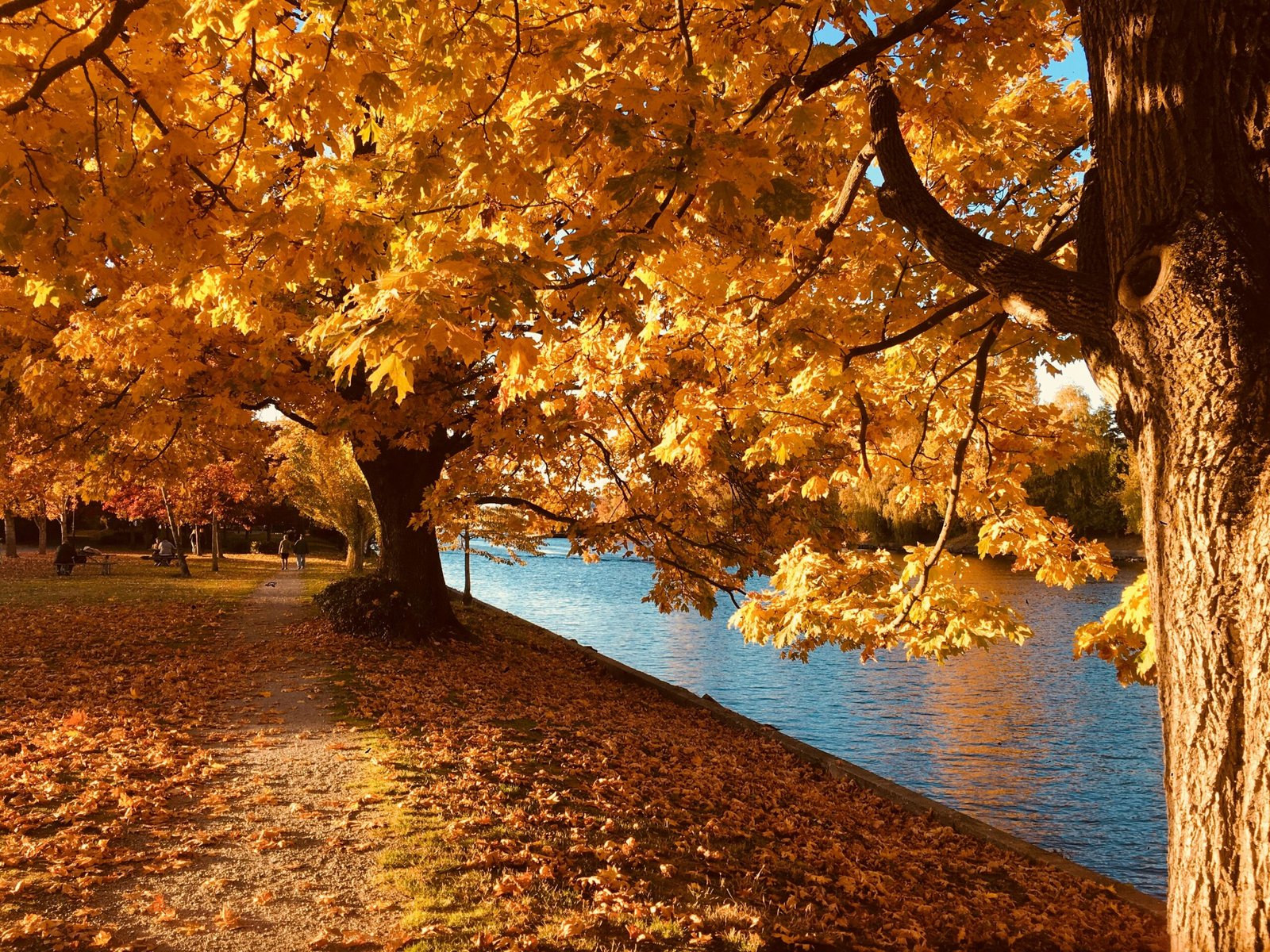 fred-russo-3Q83dROp3Fk-unsplash yellow leaves-tree-walk in a park