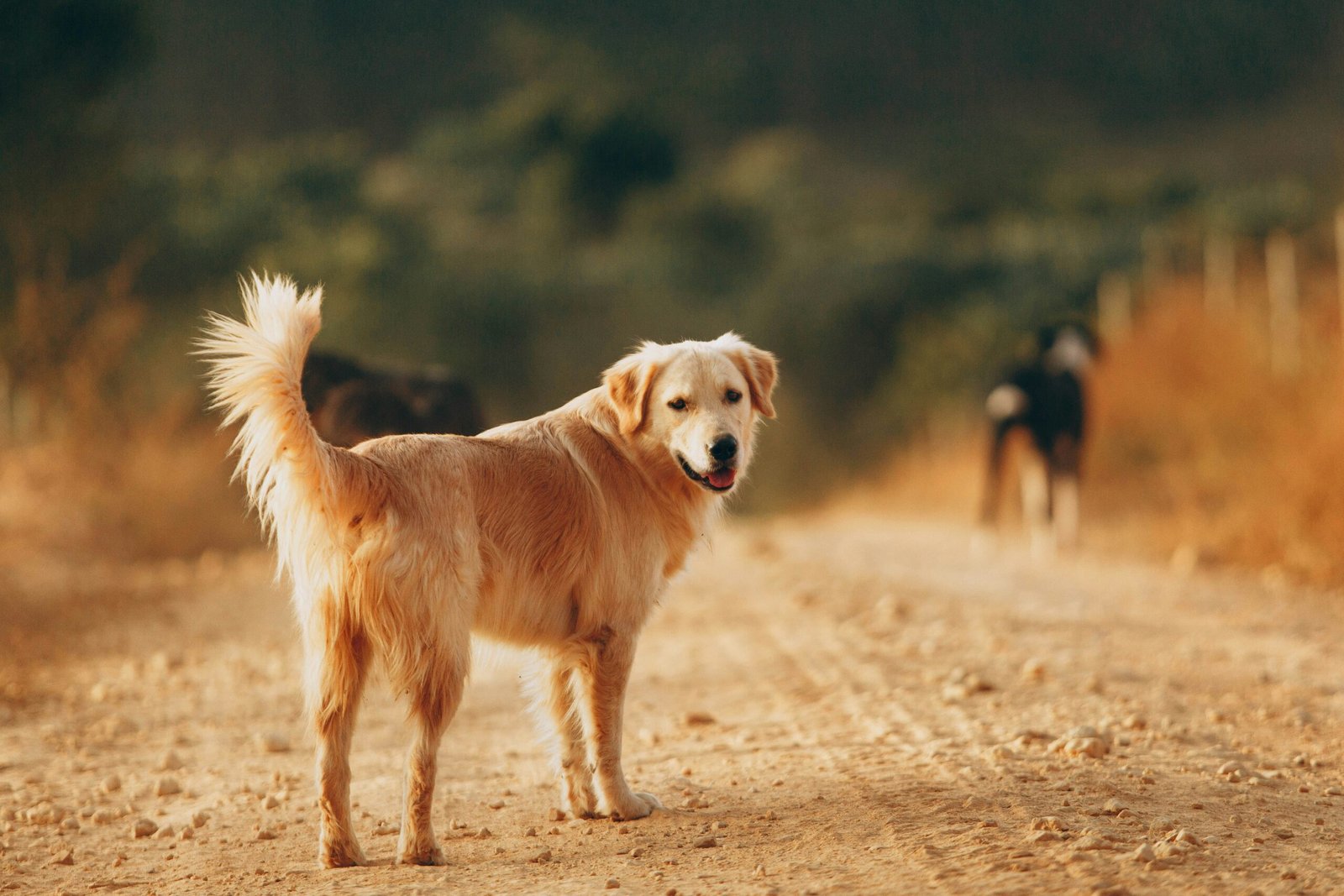 Chien – longs poils – libre – balade Un chien libre se balandant dans la campagne, fidèle compagnon et coach de vie.