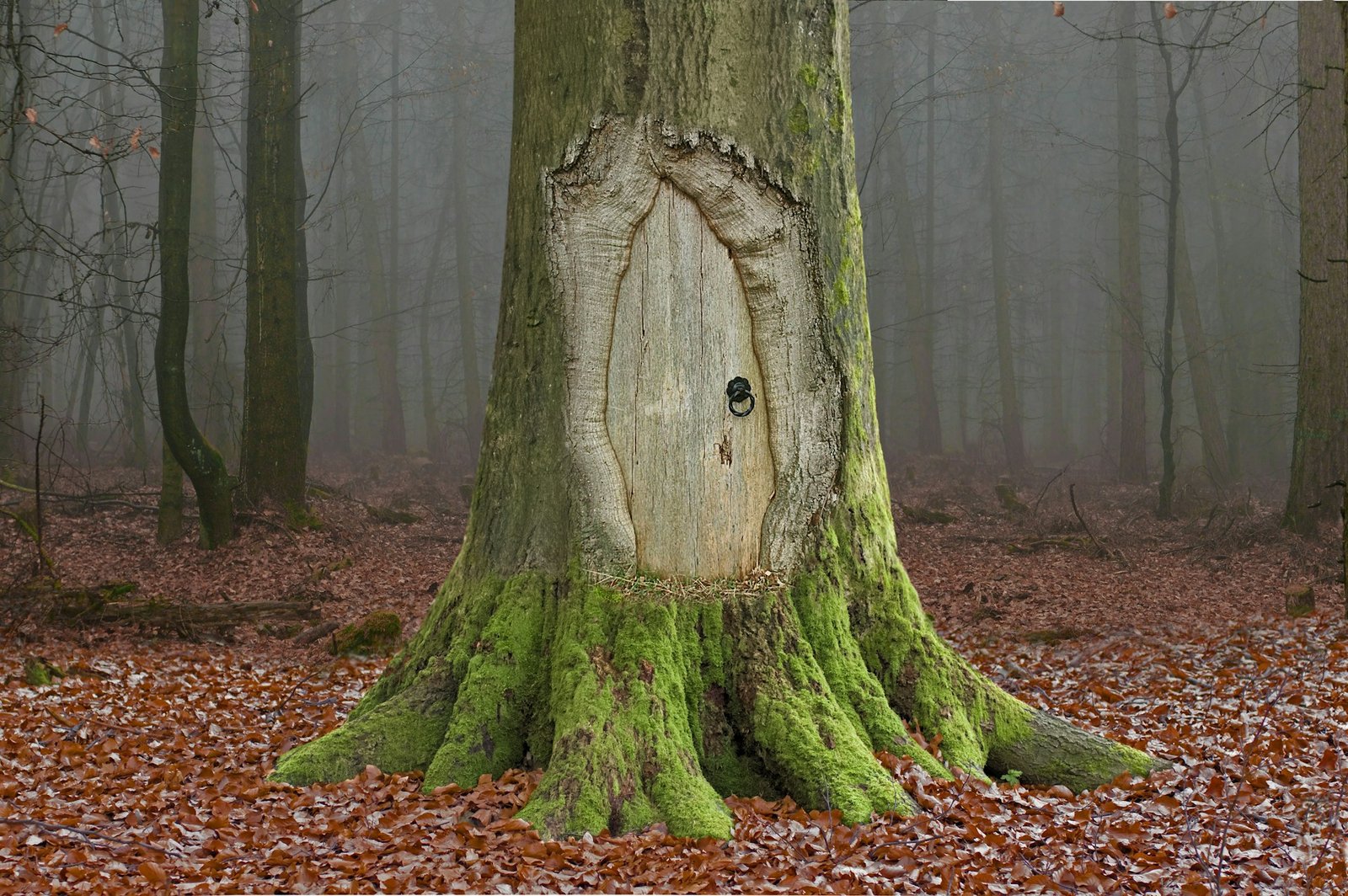 A door inside of tree in a forest. Hypnosis.