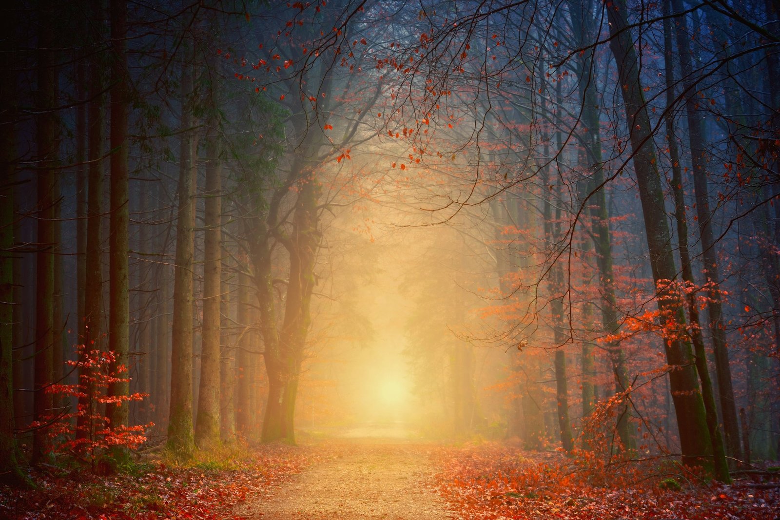 Un chemin entouré d'une allée d'arbres avec une lumière au loin douce et bienveillante. Hypnose douce.