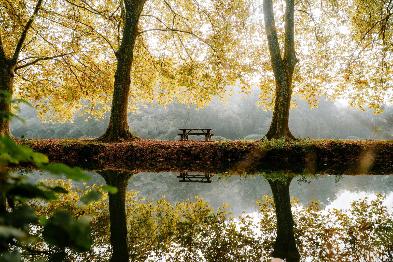 Un banc près d'une rivière entouré de deux grands arbres en automne