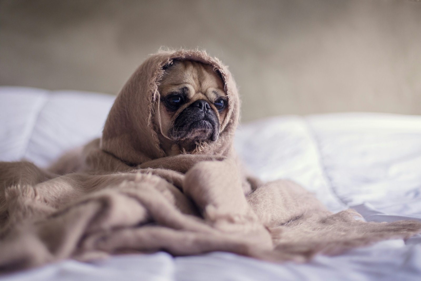 Small dog – blanket – Small dog wearing a blanket over his head.