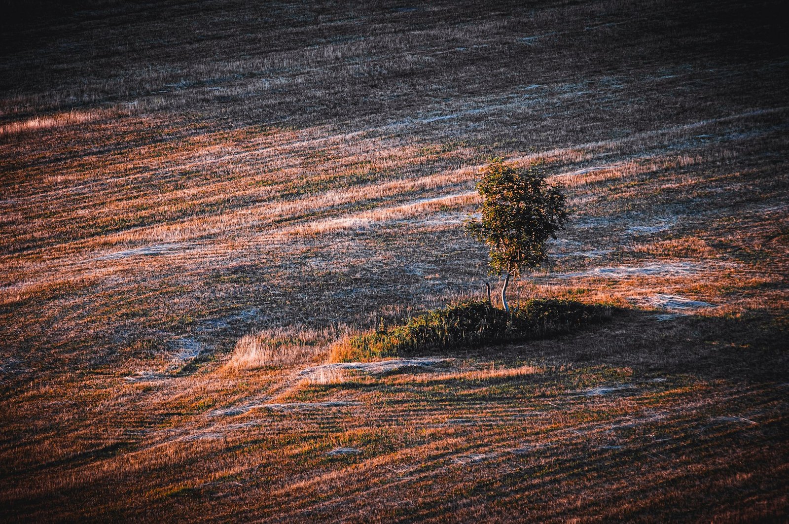 Jeune arbre seul – terre aride – Un jeune arbre seul entouré d'une terre aride.