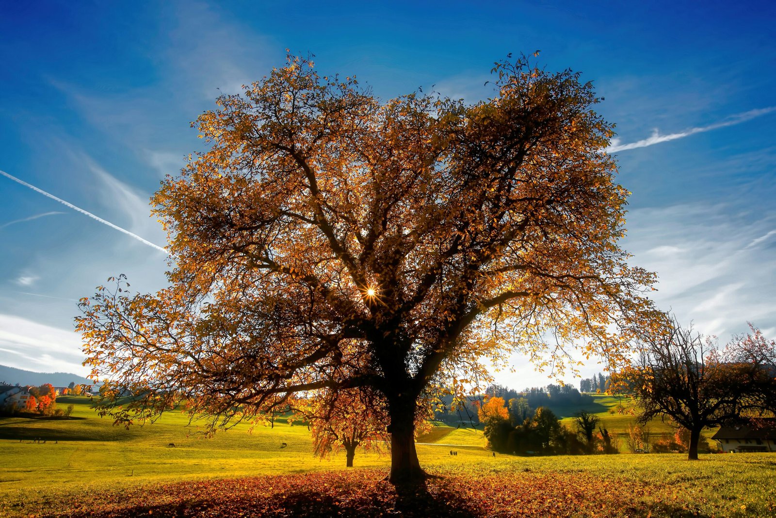 Arbre – automne – racines – lumière Un arbre au milieu d'une campagne en automne, le soleil apparait derrière. Racines de vie. Sensibilité.