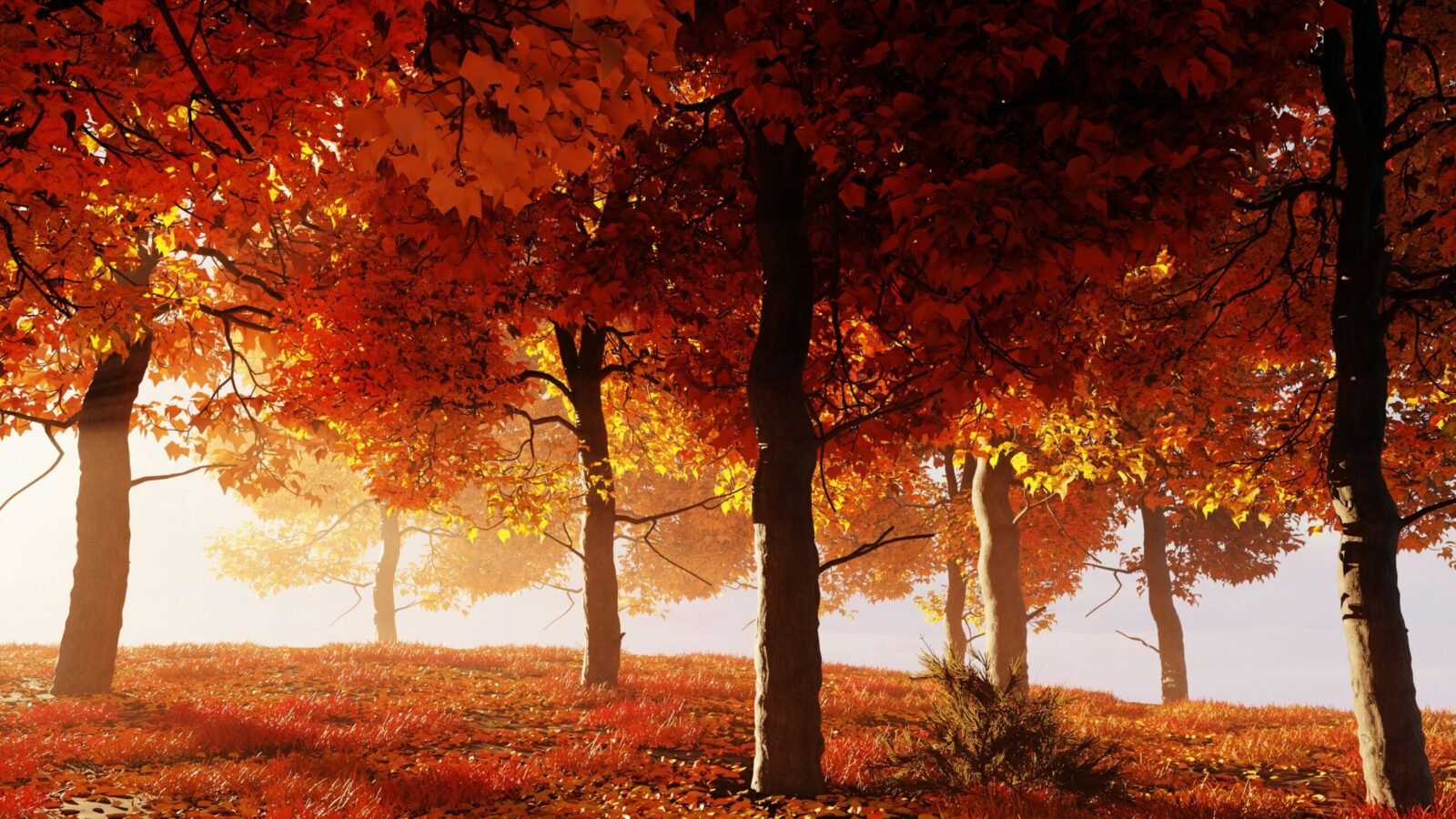 Des arbres baignant dans la lumière automnale, retrait du monde , on ralentit son rythme. Besoin de ralentir.