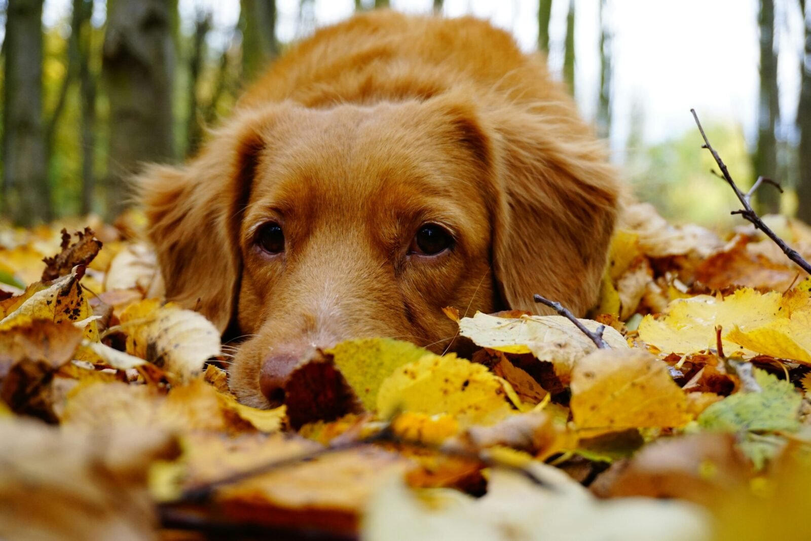 Un chien brun au regard fatigué couché dans les feuilles d'automne, envie de se poser.